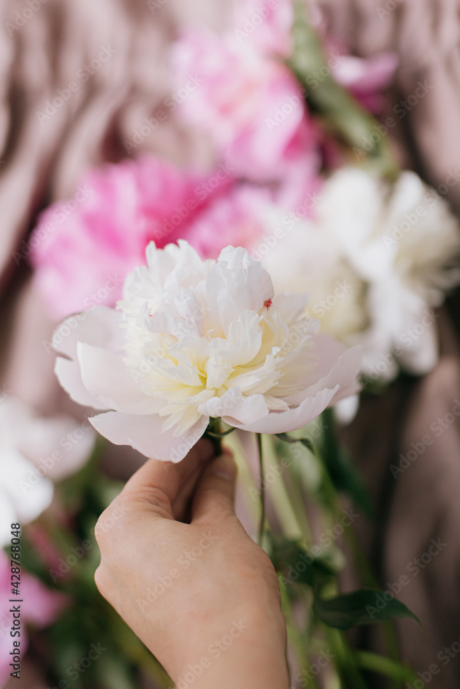 Hand holding beautiful peony on background of rustic linen dress in sunny light in room. Aesthetics Hand holding beautiful peony on background of rustic linen dress in sunny light in room. Aesthetics