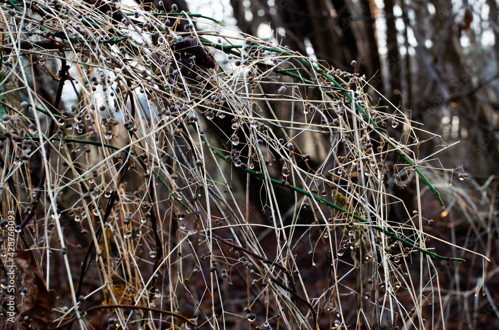 grass in the wind grass in the wind
