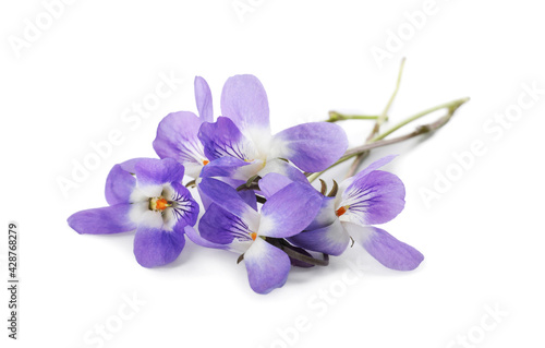 Fototapeta Naklejka Na Ścianę i Meble -  Beautiful wood violets on white background. Spring flowers