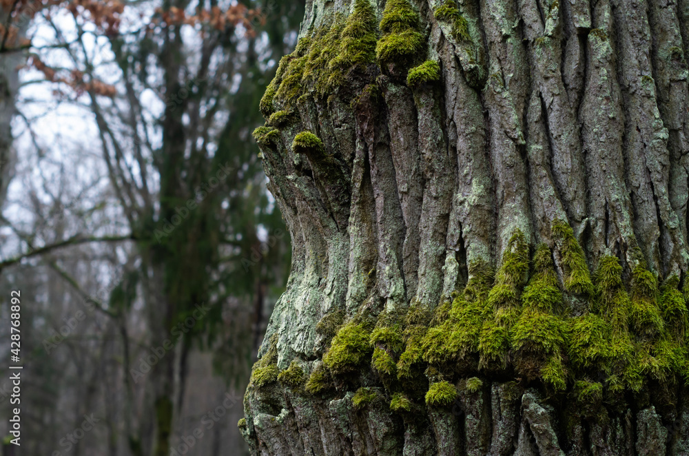 Obraz premium tree in the forest