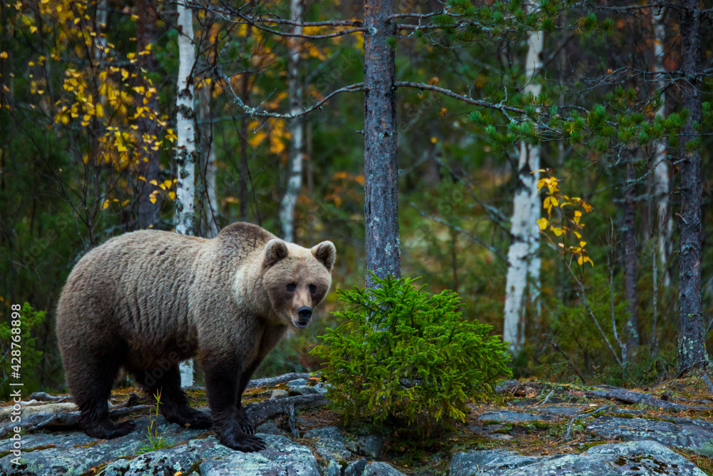 Fototapeta premium Brown bear in Kuusamo, Lapland, Finland