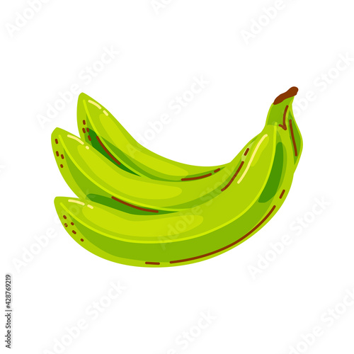 A bunch of green bananas on a white background. Fruit. Vector illustration.