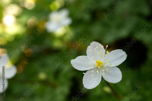 ニリンソウの花のマクロ写真／Anemone flaccida