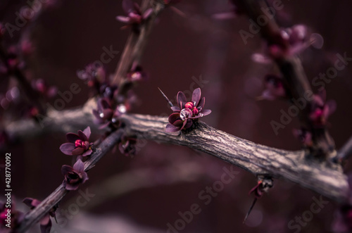 Berberis ottawensis Superba.Dewdrops like diamonds on buds. photo