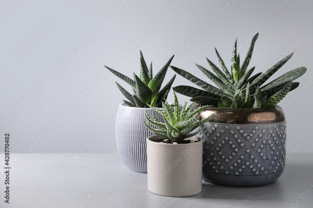 Beautiful potted houseplants on light background. Space for text