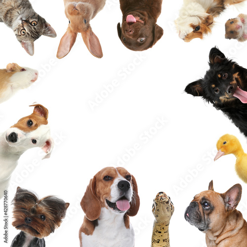 Cute different animals on white background  collage