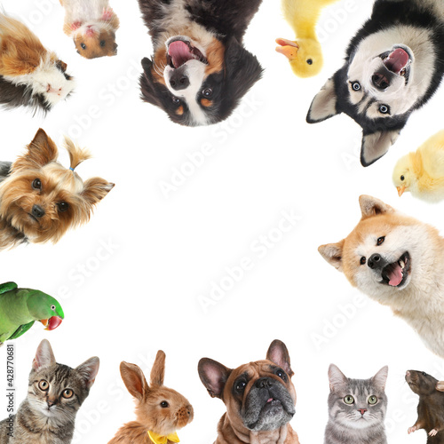 Cute different animals on white background, collage © New Africa