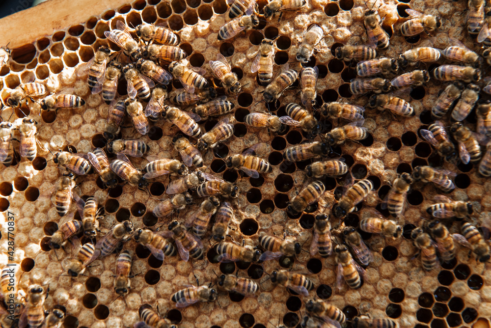 Beehive open for inspection by the beekeeper Beehive open for inspection by the beekeeper