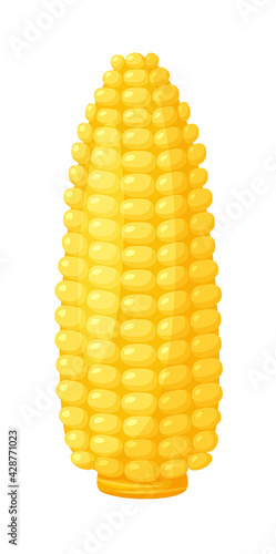 Corn cob agriculture meal harvesting on white
