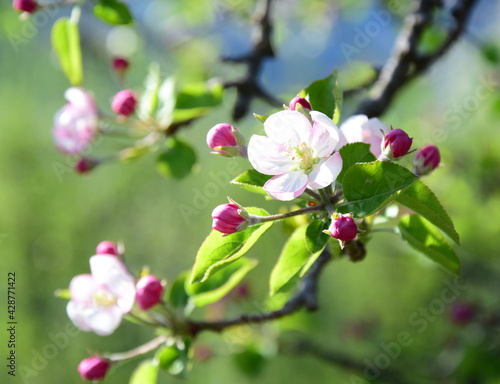 Bl  ten des Apfelbaum im Sonnenschein im Fr  hling in Lana bei Meran - S  dtirol - Italien - Europa