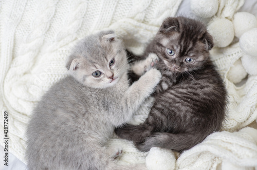 Two little dark kittens sleep in an embrace on a wight scarf