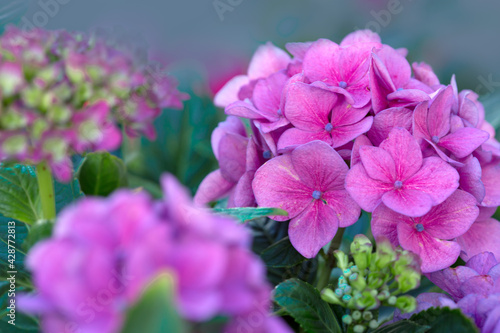 Pink hydrangea flowers growing in the garden.