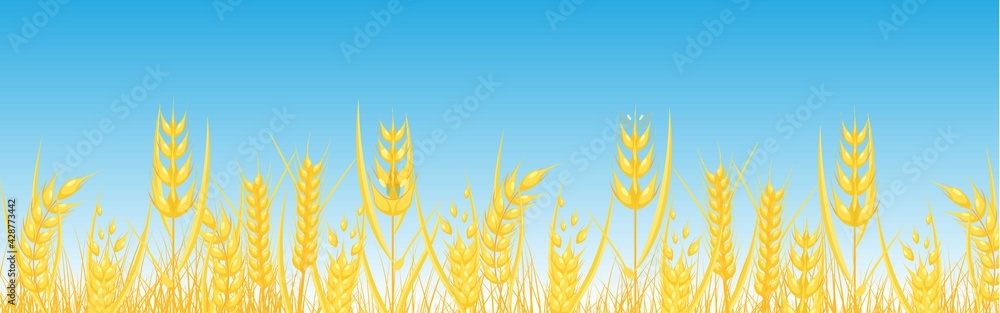 Wheat field
Wheat field