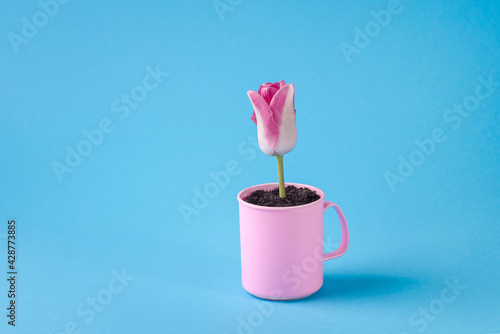 Pink tulip on a beautiful blue background. Spring flowers presented in an interesting way and in beautiful colors.