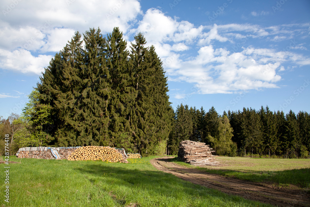 Holzlagerplatz im Frankenwald