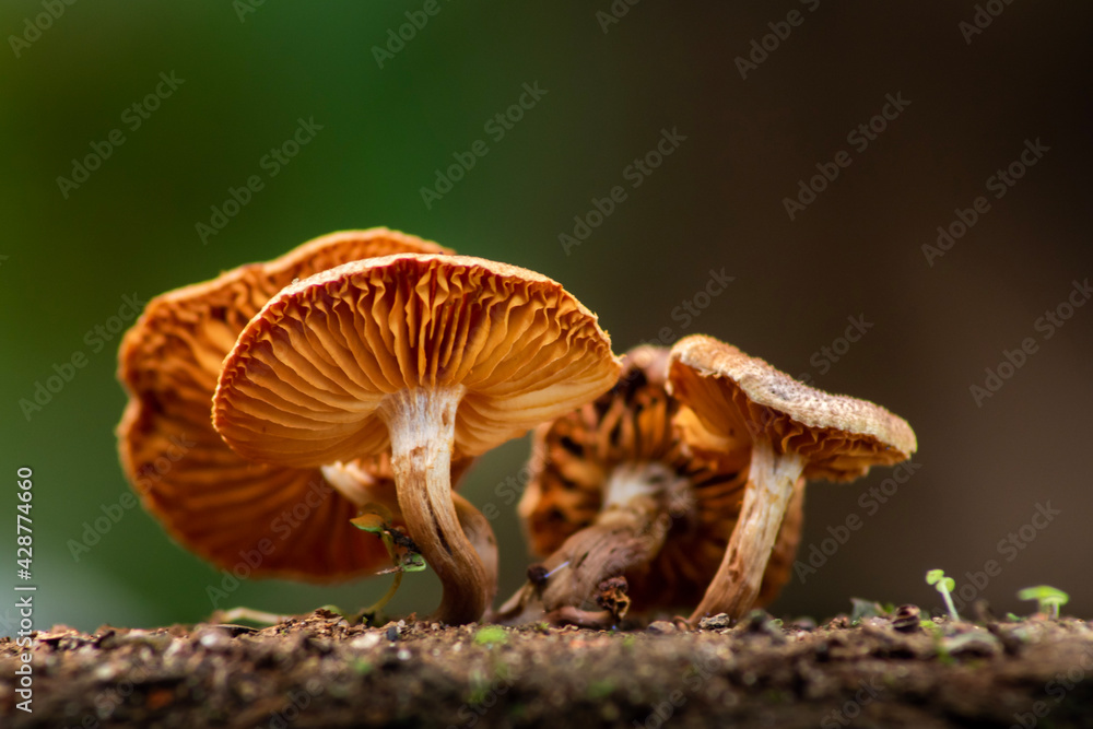 Fototapeta premium mushroom in the forest
