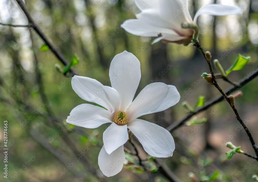 Magnolia Flowers. Magnolia is a genus of flowering plants of the Magnolia family, containing about 240 species. Magnolia Flowers. Magnolia is a genus of flowering plants of the Magnolia family, containing about 240 species.