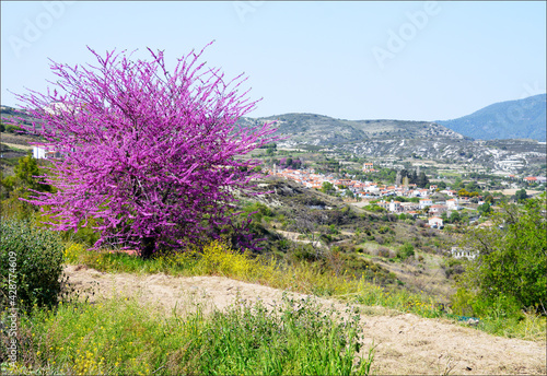 Judas tree in blossom, Omodos, Cyprus