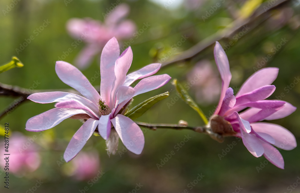 Obraz premium Magnolia Flowers. Magnolia is a genus of flowering plants of the Magnolia family, containing about 240 species.