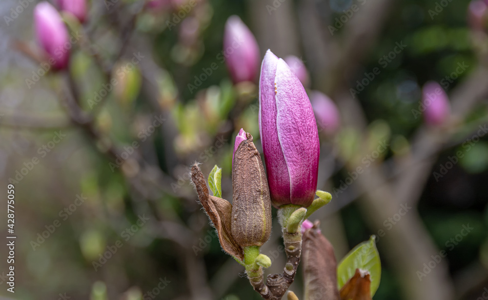 Magnolia Flowers. Magnolia is a genus of flowering plants of the Magnolia family, containing about 240 species. Magnolia Flowers. Magnolia is a genus of flowering plants of the Magnolia family, containing about 240 species.