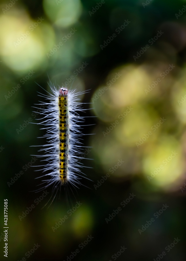 caterpillar and bokeh 