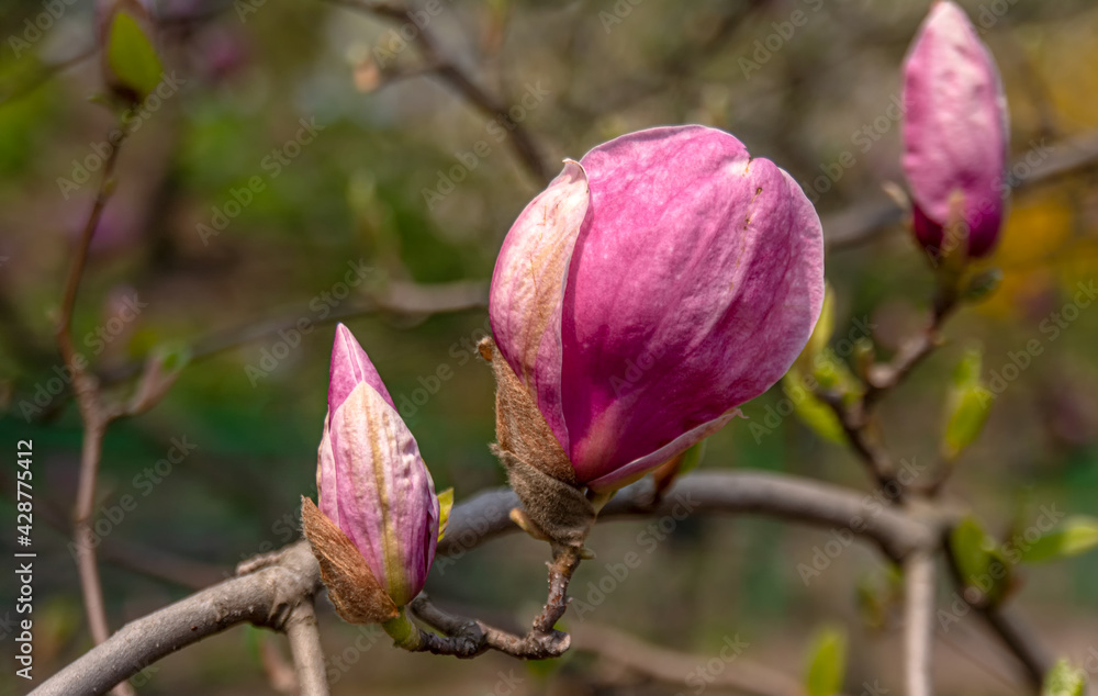 Magnolia Flowers. Magnolia is a genus of flowering plants of the Magnolia family, containing about 240 species. Magnolia Flowers. Magnolia is a genus of flowering plants of the Magnolia family, containing about 240 species.