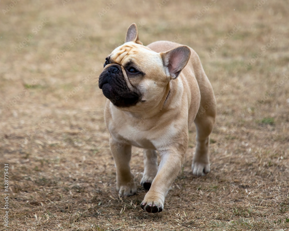 French Bulldog on the move French Bulldog on the move
