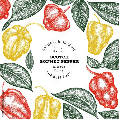 Hand drawn sketch style scotch bonnet pepper banner. Organic fresh vegetable vector illustration. Retro cayenne pepper design template