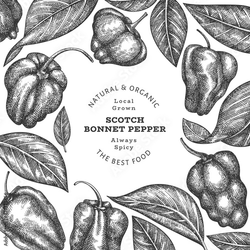 Hand drawn sketch style scotch bonnet pepper banner. Organic fresh vegetable vector illustration. Retro cayenne pepper design template