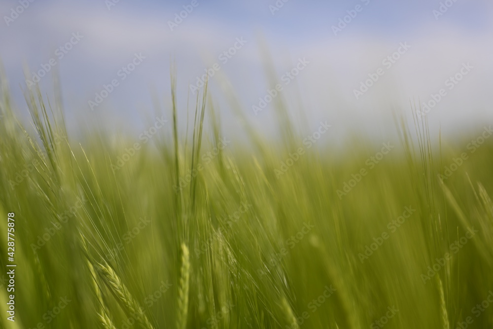 green grass in the wind green grass in the wind
