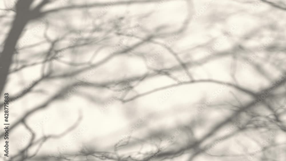Grey silhouettes of bare spring branches without leaves reflected on light surface. Abstract natural shadow overlay white texture background for product presentation. Creative 4k stock video backdrop Grey silhouettes of bare spring branches without leaves reflected on light surface. Abstract natural shadow overlay white texture background for product presentation. Creative 4k stock video backdrop