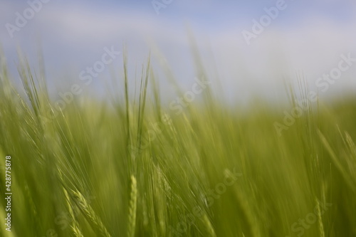 green grass in the wind