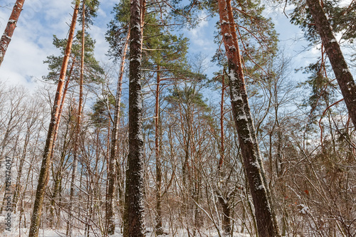 Pines in winter forest against cloudy sky, bottom-up view