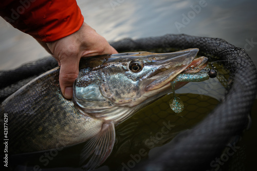 Fishing background. European predator trophy Pike.