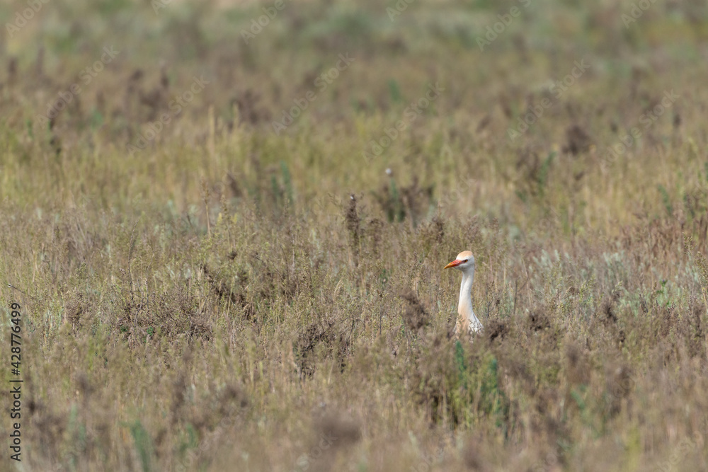 Egret on the field. Wildlife
