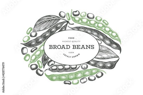 Hand drawn broad beans design template. Organic fresh food vector illustration. Retro pods illustration. Engraved botanical style cereal background.