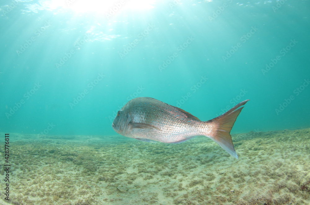 Large Australasian snapper Pagrus auratus swimming away above flat bottom in sunrays. Large Australasian snapper Pagrus auratus swimming away above flat bottom in sunrays.