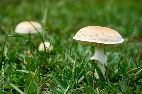 Selective focus shot of deadly poisonous white mushrooms (Amanita phalloides) growing in a forest photo