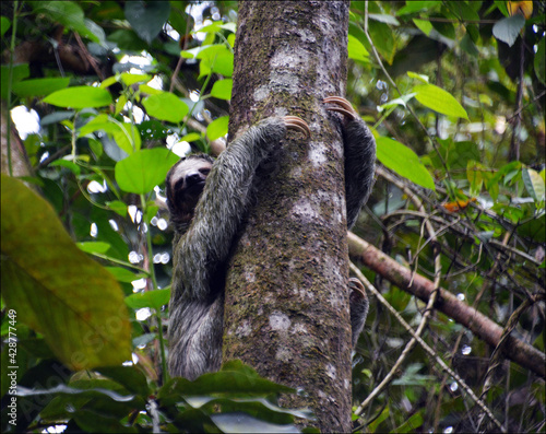 Sloth in Arenal park,  Costa Rica © Irina