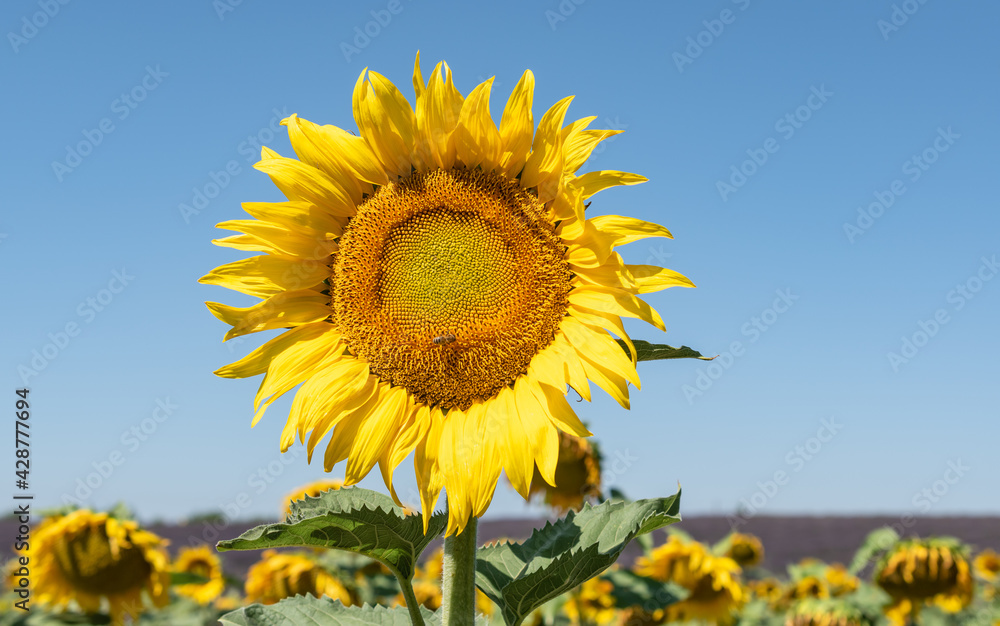 Sunflower in the field. Close up. Sunflower in the field. Close up.
