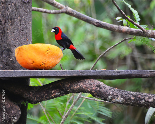 Crimson-collared Tanager in Arenal park, Costa Rica