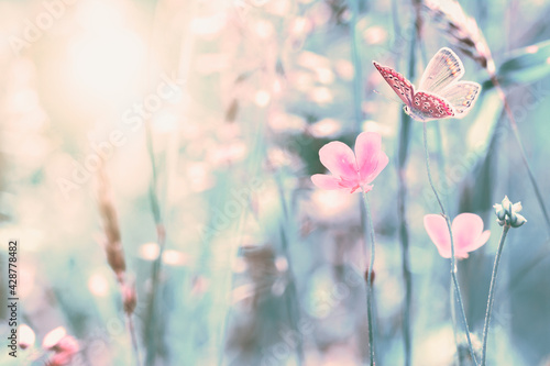 Shallow depth beautiful wildflowers, butterfly in the dreamy meadow. Delicate...