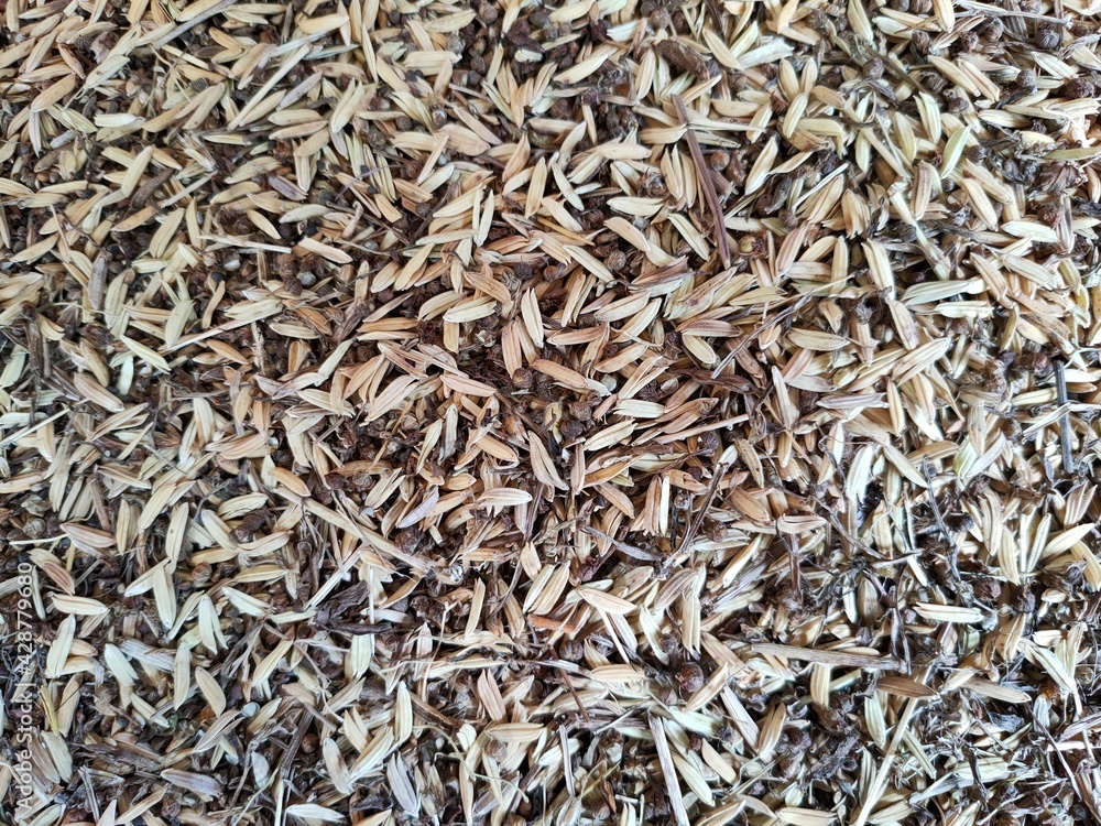 close up of seeds close up of seeds