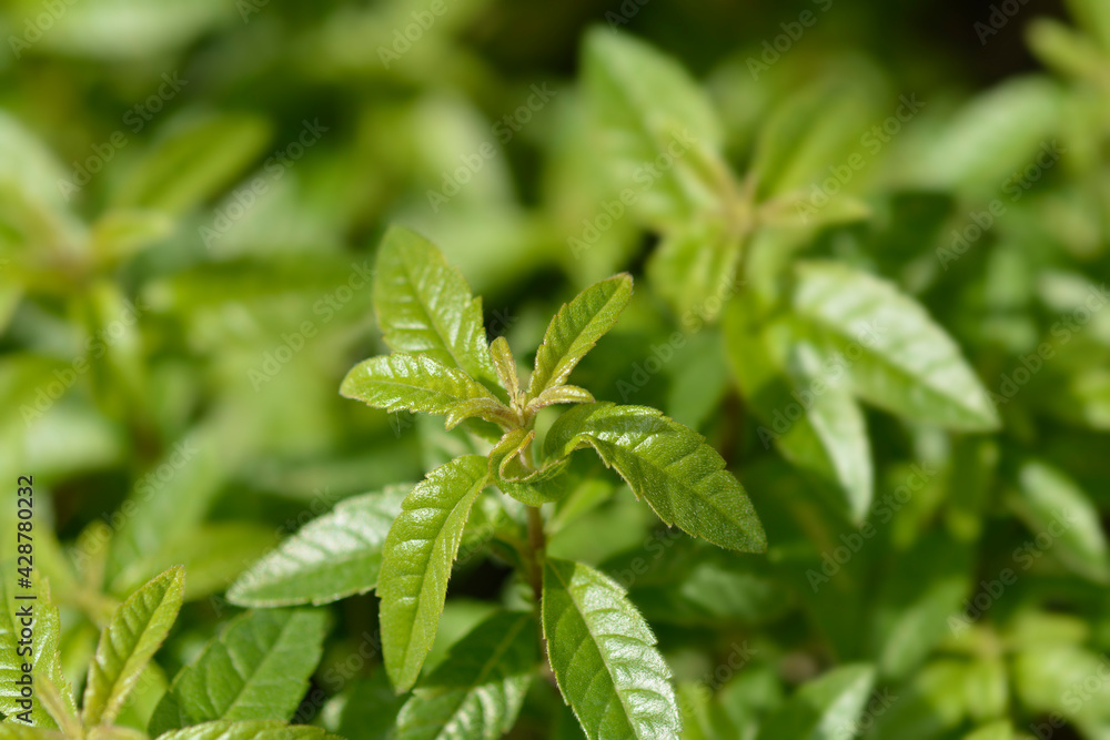 Lemon verbena
