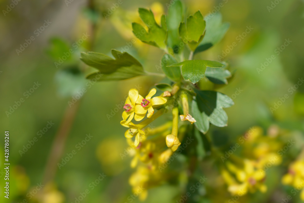 Golden currant