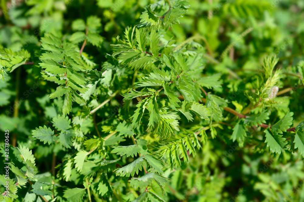 Salad burnet Salad burnet