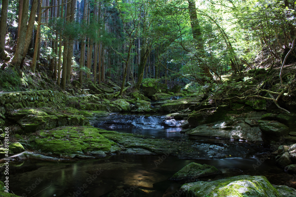 Obraz premium 新緑の中の滝