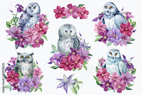 Set of owl and clematis flowers on an isolated white background. Watercolor illustration, 