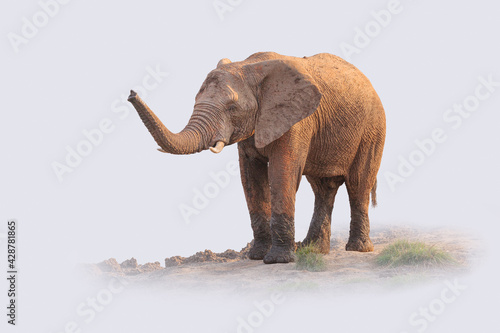 African Elephant  Loxodonta africana  with raised trunk against a stylized light background