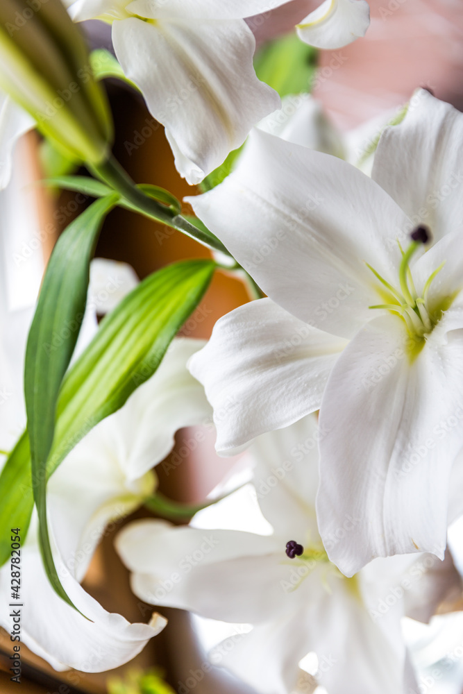 Obraz premium Close-up of a white lily flower with place for text.